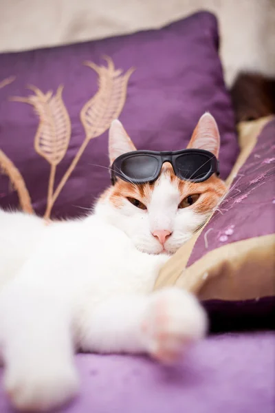 Funny ginger cat wearing sunglasses and relaxing on a coach — Stock Photo, Image