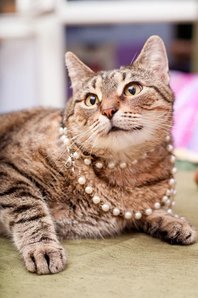 Funny european cat wearing a necklace. — Stock Photo, Image