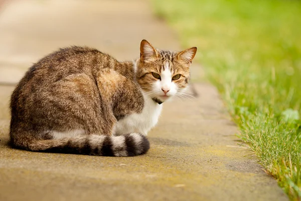 Outdoor picutre of an european cat — Stock Photo, Image