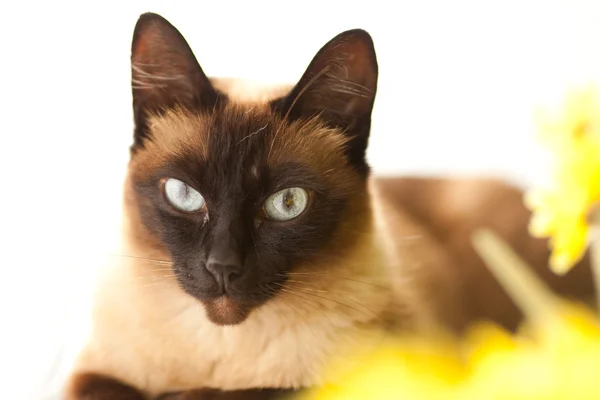 Genç siamise kedi — Stok fotoğraf