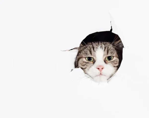 Αστεία Ευρωπαϊκό γάτα κοιτάζω μέσα από μια τρύπα σε ένα έγγραφο — Φωτογραφία Αρχείου