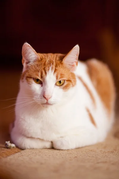 Genç zencefil erkek kedi halı üzerinde rahatlatıcı — Stok fotoğraf