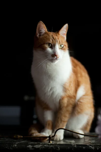 Молодий імбир чоловічий кіт — стокове фото