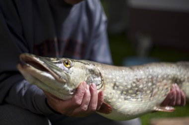 Huge pike caught ona a dead bite. clipart