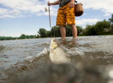 Freshwater chubb caught on a bait clipart