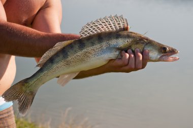 Freshwater zander caught on a dead bite. clipart