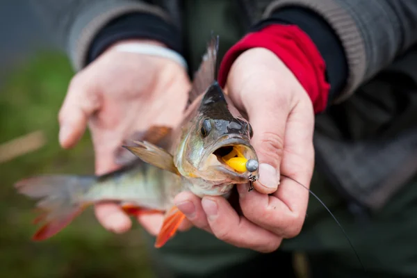 Bel pesce persico d'acqua dolce catturato su un morbido richiamo filatura . — Foto Stock