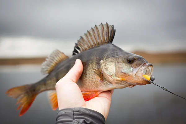 Bel pesce persico d'acqua dolce catturato su un morbido richiamo filatura . — Foto Stock