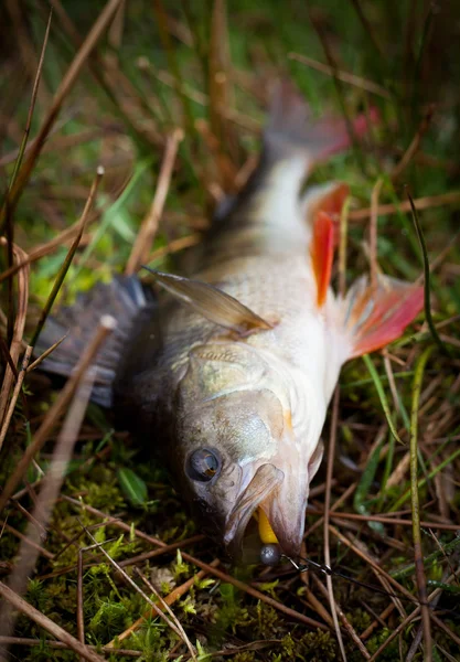 Nice freshwater perch caught on a soft spinning lure. — Stock Photo, Image