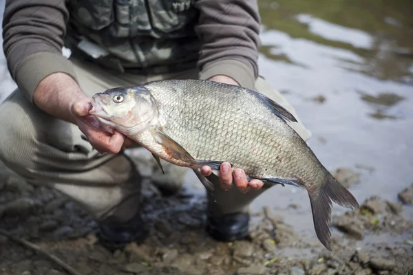 Beautiful bream cayght on a bite. — Stock Photo, Image