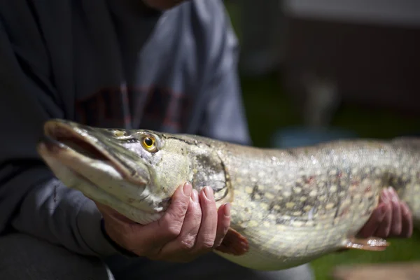 Huge pike caught ona a dead bite. — Stock Photo, Image
