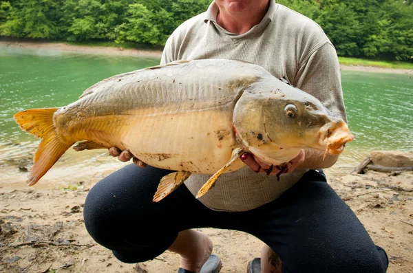 Huge freshwater carp caught on a bite. — Stock Photo, Image