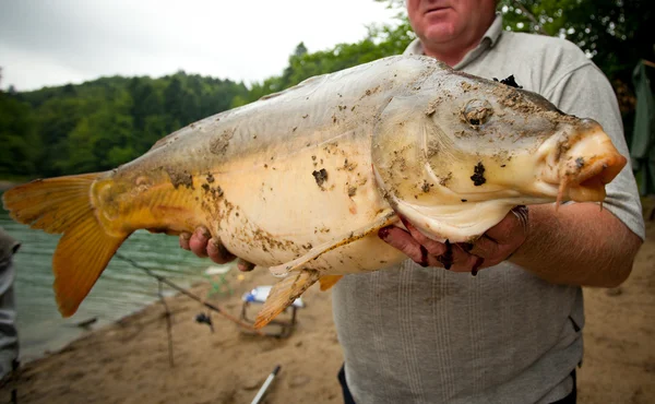 かみ傷に巨大な淡水鯉をキャッチ. — ストック写真