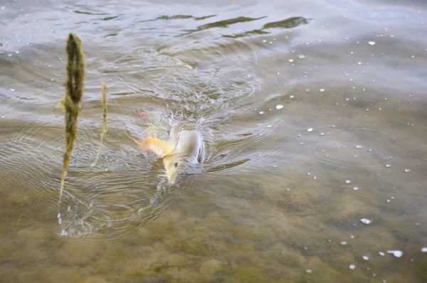 Beautiful freshwater barbel fighting in a small river. — Stock Photo, Image
