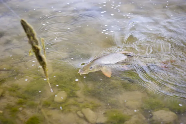 Beautiful freshwater barbel fighting in a small river. — Stock Photo, Image