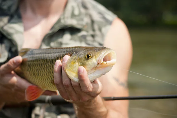 Big freshwater chubb caught on a bait — Stock Photo, Image