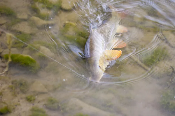 Schöne Süßwasserbarbe mit einem lebenden Köder gefangen. — Stockfoto