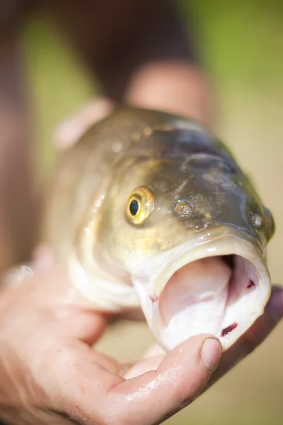 Closeup photo of the freshwater chubb. — Stock Photo, Image