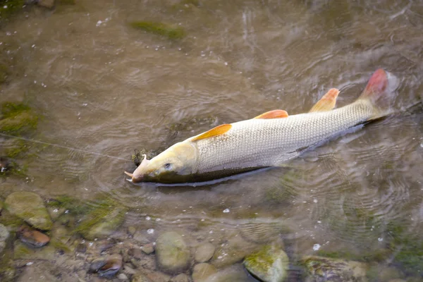 Beautiful freshwater barbel caught on a live bait. — Stock Photo, Image