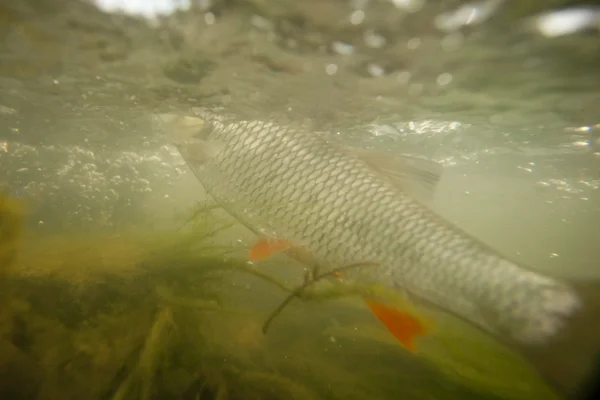 Underwater photo of freshwater chubb . — Stock Photo, Image