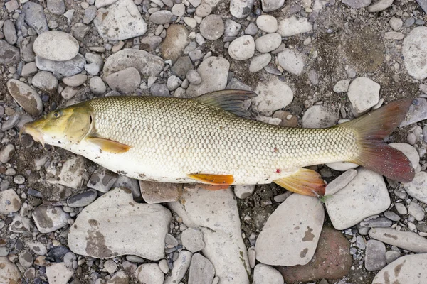 Beautiful freshwater barbel caught on a live bait. — Stock Photo, Image