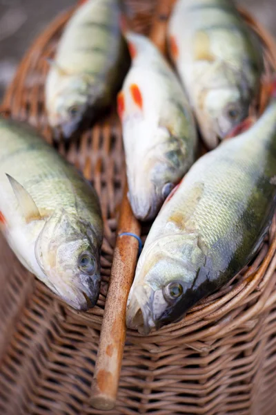 stock image Nice perches caught on a bait.