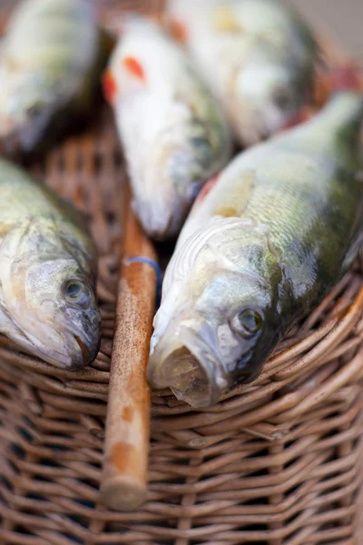 Stock image Nice perches caught on a bait.