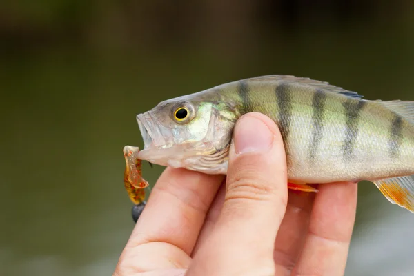 Small perch caught on spinning lure. — Stock Photo, Image
