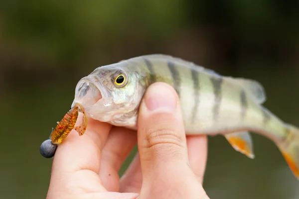 Small perch caught on spinning lure. — Stock Photo, Image