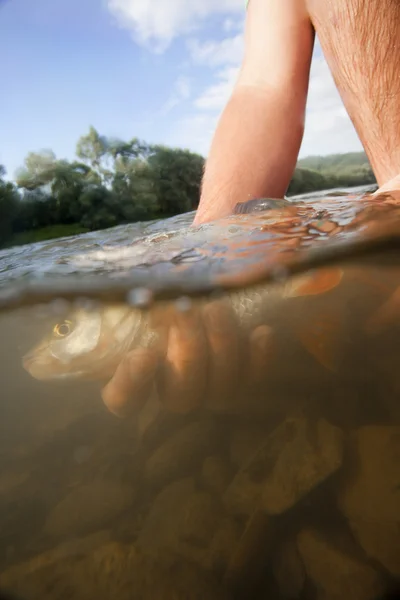Underwater photo of freshwater chubb thats going to be realesed. — Stock Photo, Image