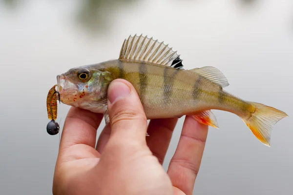 Piccolo pesce persico catturato sul richiamo filatura . — Foto Stock