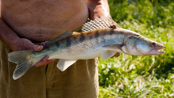 Freshwater zander caught on a dead bite. — Stock Photo, Image