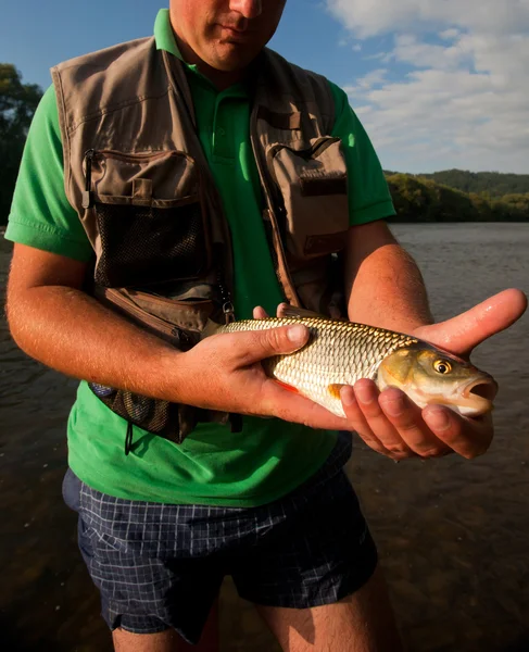 Nice freshwater chubb caught on a bite — Stock Photo, Image