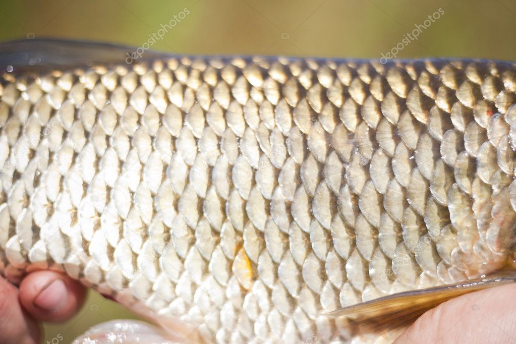 Closeup photo of the fish scales