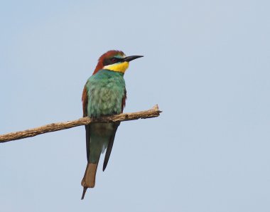 Avrupalı arı yiyici, Merops apiaster