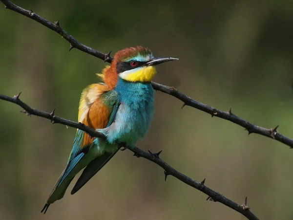 European bee-ater on branch, Merops apiaster — 스톡 사진