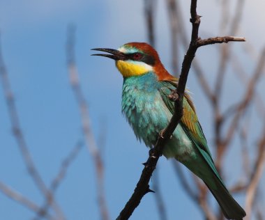 Avrupalı arı yiyici, Merops apiaster