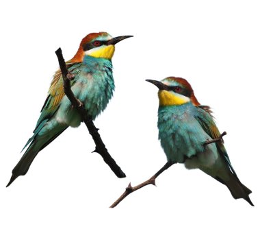 European bee-eater isolated on white background, Merops apiaster clipart