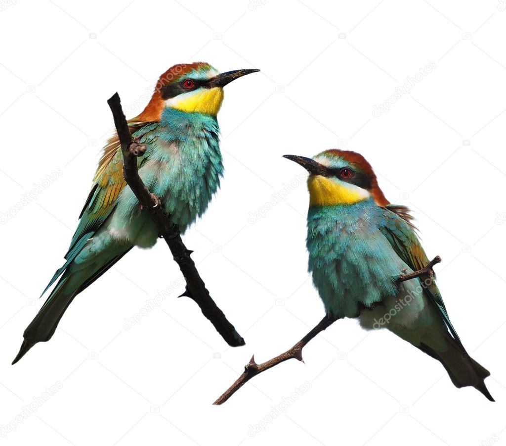 European bee-eater isolated on white background, Merops apiaster