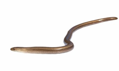 Beyaz arka plan üzerinde izole slowworm (Anguis fragilis)