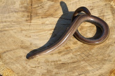 Slowworm (Anguis fragilis)