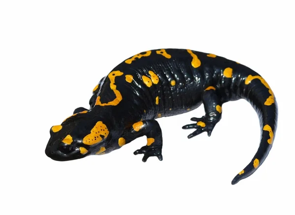 Eldsalamander, salamandra maculosa, isolerad på vit bakgrund — Stockfoto