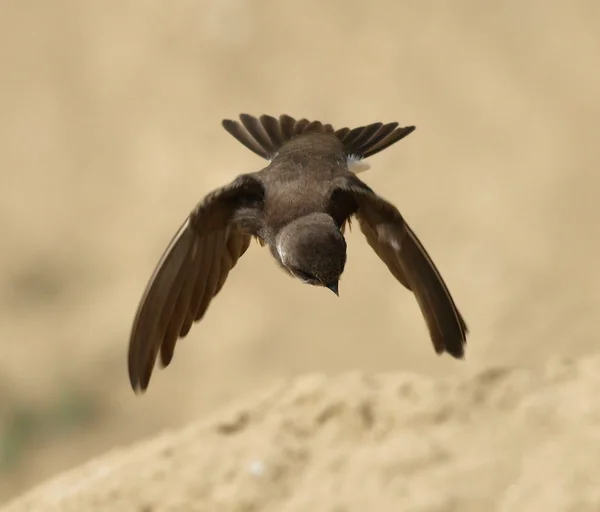 Sand Martin, swallow in flight, riparia riparia — Stock Photo, Image