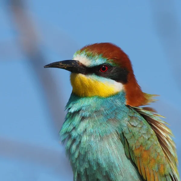 Portrait European bee-eater, Merops apiaster — Stock Photo, Image