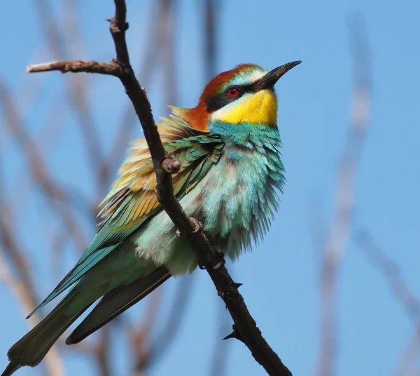 European bee-eater, Merops apiaster — Stock Photo, Image