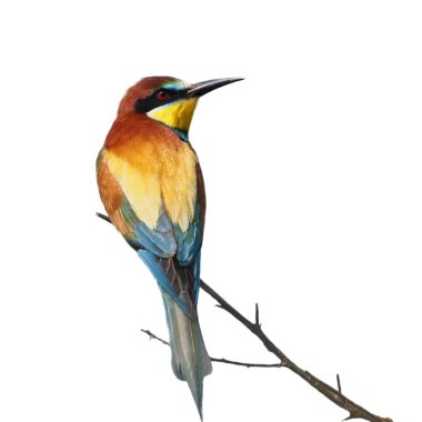 European bee-eater isolated on white background, Merops apiaster clipart