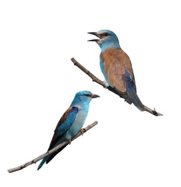 European Roller isolated on white background, Coracias garrulus clipart