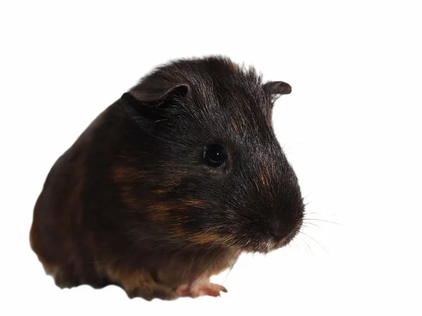 Black brown guinea pig isolated on white background with clipping path — Stock Photo, Image