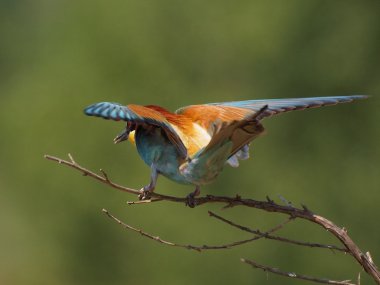 Avrupalı arı yiyici, Merops apiaster