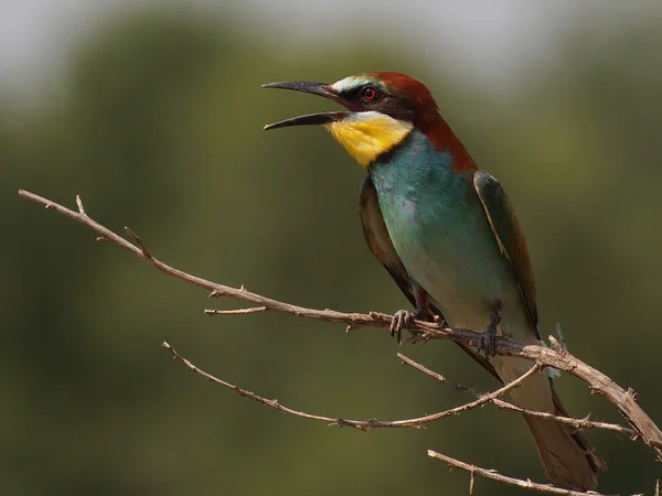 European bee-ater on branch, Merops apiaster — 스톡 사진